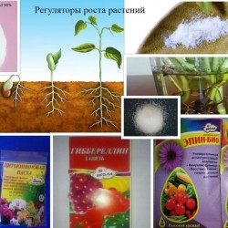 Регулятори роста растений 